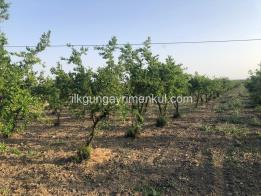İLKGÜN GAYRİMENKULDEN AYVALIK 'DA SATILIK ZEYTİNLİK 
